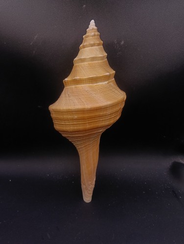 Syrinx aruanus 240mm - , seashell