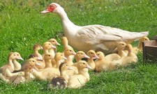 12 🐥Muscovy DUCK Hatching