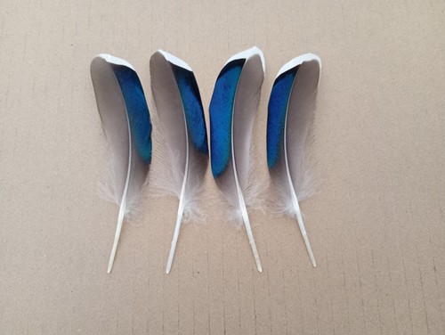 Mallard duck blue wing - 4,