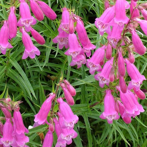 Perennial penstemon - perennial,