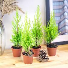 Lemon Cypress Wilma Goldcrest