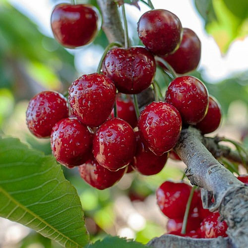 Cherry fruit hardy patio - cherry,