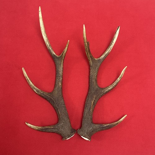 Pair sika deer antlers - deer,