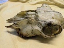 Real Sheep Skull Taxidermy Art Craft Decoration 24cm x 15cm