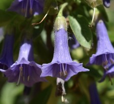 Iochroma Australe, Eriolarynx