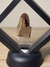 Triceratops Dinosaur Fossil In