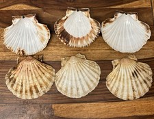Scallop shells 13cm - shells, 11-13cm