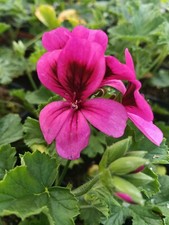 Pelargonium 'Ashby' BRITISH GROWN -ideal SCENTED plant for Christmas