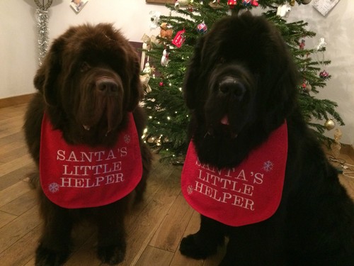 Big dog newfoundland - dog, ,st
