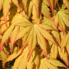 Acer palmatum Katsura - Japanese Maple | Large Outdoor Garden Ready Tree in Pot