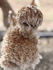 Buff laced frizzle - buff, standard