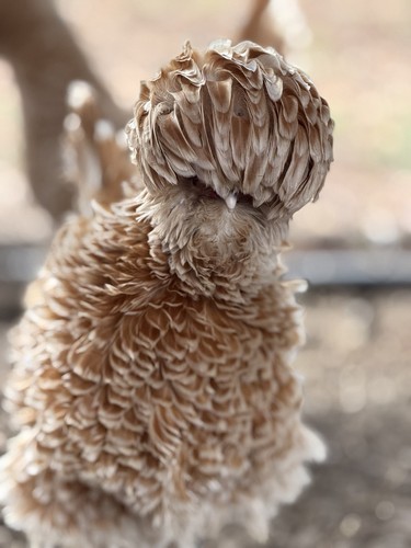 Buff laced frizzle standard - buff,
