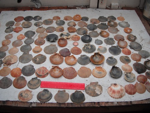 Large job lot - large,