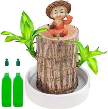 Brazilian Wood Plant, Lucky