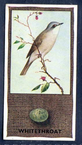 Whitethroat phillips - -,