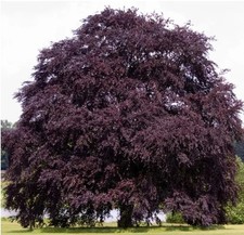 100 X BEECH SEEDS. FAGUS