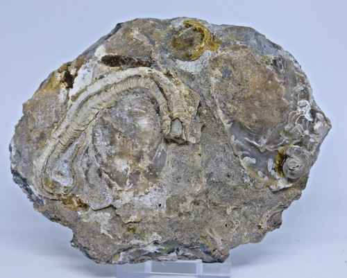 Fossil serpula marine - fossil,