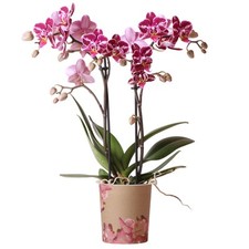 Orchid phalaenopsis kolibri - orchid,