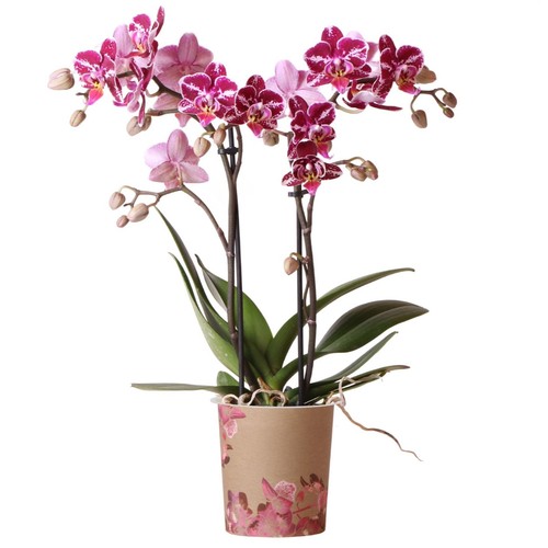Orchid phalaenopsis kolibri - orchid,