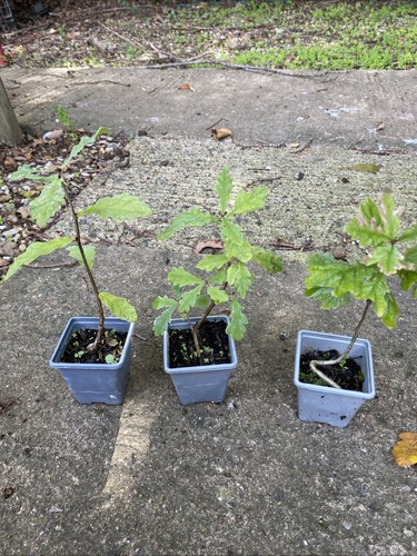 Quercus rober english oak - english,