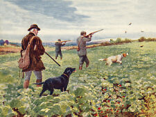 CURLY COATED RETRIEVER DOG