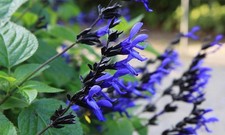 Salvia Black and Blue 3 Plug