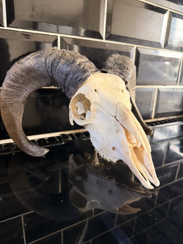 Real bulls skull taxidermy - skull,