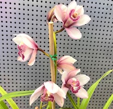 AU STOCK CYMBIDIUM ORCHID
