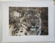 Carl Brenders Snow Leopard