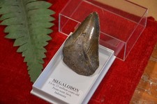 WOW, Genuine MEGALODON SHARK