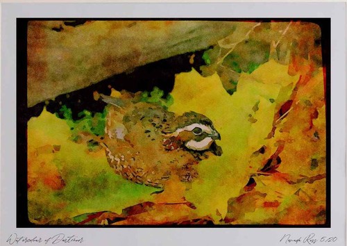 352047 bobwhite quail cock - bobwhite,