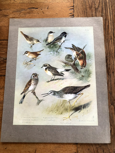 1900s large cromolithograph - , of