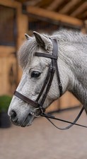 Hunter Small/Shetland, Pony