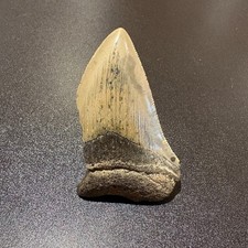 Large Megalodon Shark Tooth