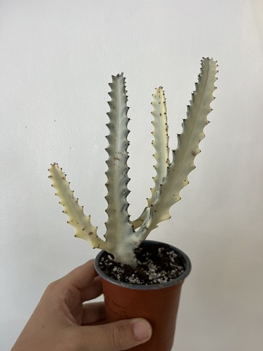 Euphorbia lactea white - lactea, “white