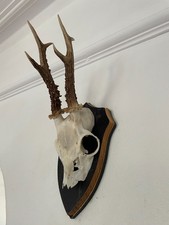 Antlers Roe Deer P15 Real Taxidermy mounted horns interior design Deco