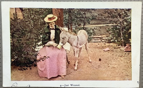 Edwardian woman donkey - woman,