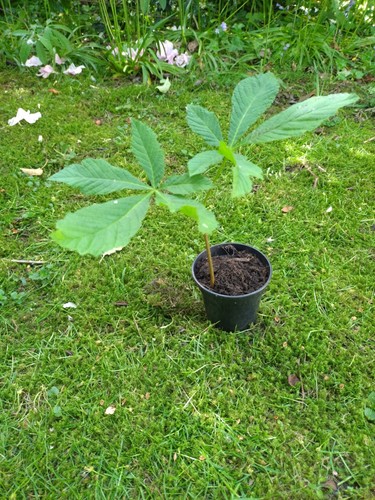 Horse chestnut tree - tree,, 1