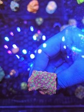 favia dayglo Coral Lps sps