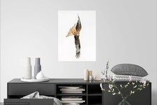 Red Kite in flight print 30x40