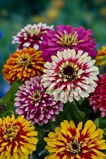 ZINNIA WHIRLYGIG MIX 3 GRAM ~