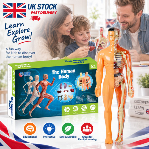 Human anatomy torso model with - torso,