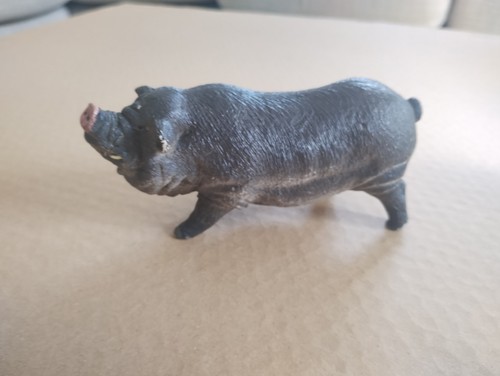 Pot belly pig - belly, similar