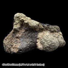 Fossil Dinosaur Bone Wessex