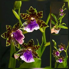 Zygopetalum Hybrid. Strongly