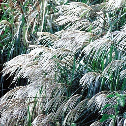 Chinese silver grass - silver, /