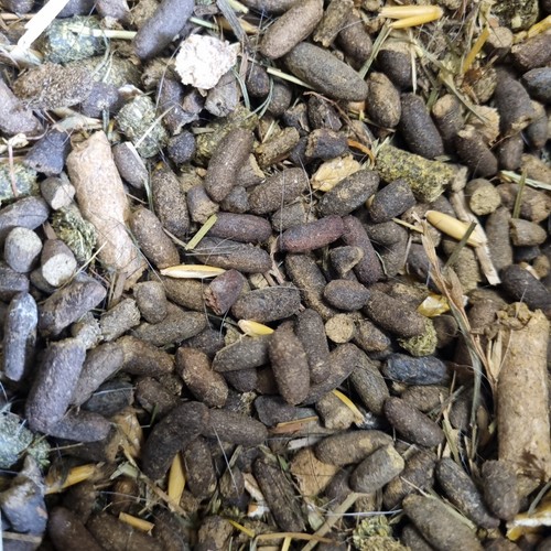 Guinea pig manure organic - guinea,