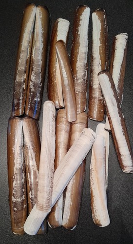 Razor clam sea - clam, bundle