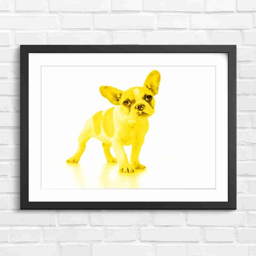 Adorable french bulldog - french,
