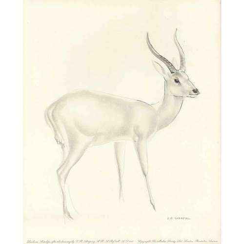 Leechwee antelope j - leechwee,